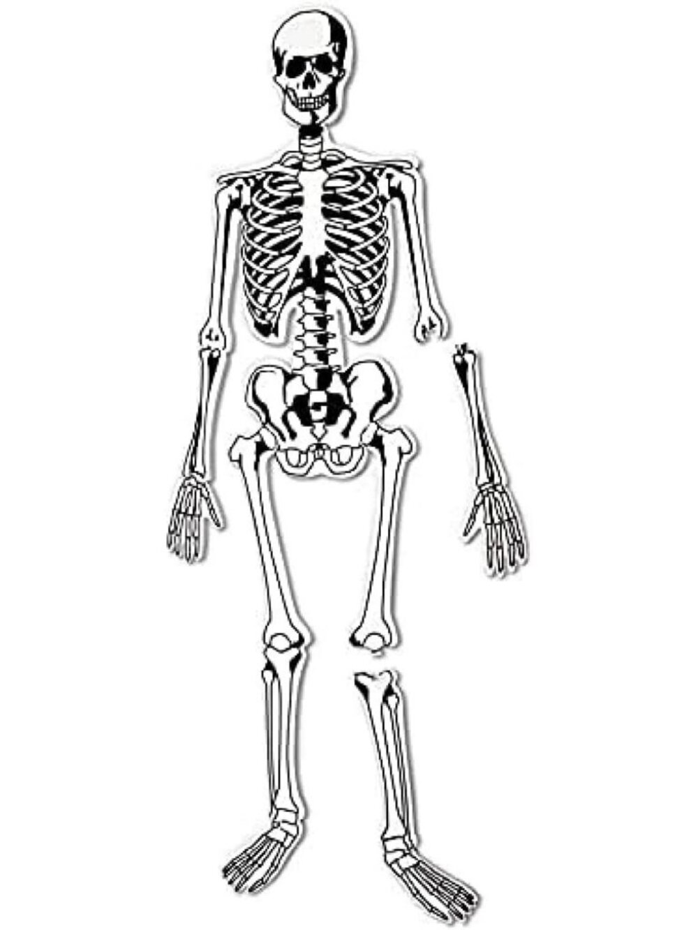 Educational Skeleton Floor Puzzle for Kids - Fun Learning Activity, 48 Pieces